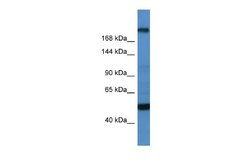 TCF20 Rabbit anti-Human, Polyclonal, Novus Biologicals 0.1ml; Unconjugated:Antibodies,